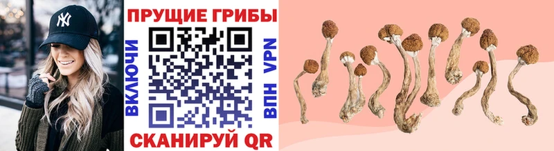 Псилоцибиновые грибы Psilocybe  Купить  Бирюч 